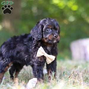 Winkie, Cavapoo Puppy